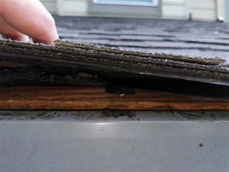 fingers lift worn shingle showing water damage on roof edge